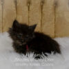 Black smoke Maine Coon kitten for sale in Missouri