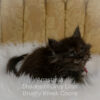 Black smoke Maine Coon kitten for sale in Missouri