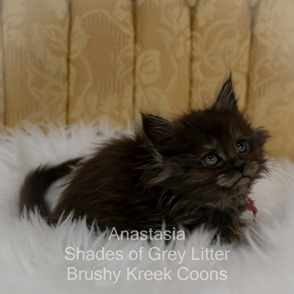 Black smoke Maine Coon kitten for sale in Missouri