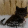 Black smoke Maine Coon kitten for sale in Missouri