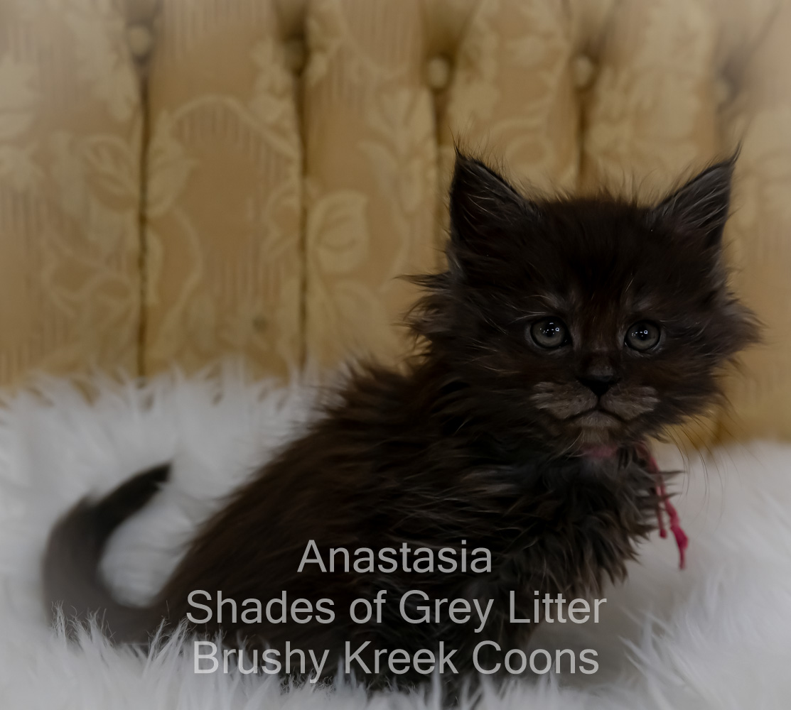 Black smoke Maine Coon kitten for sale in Missouri