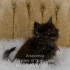 Black smoke Maine Coon kitten for sale in Missouri