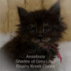 Black smoke Maine Coon kitten for sale in Missouri
