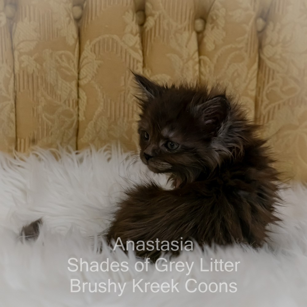 Black smoke Maine Coon kitten for sale in Missouri