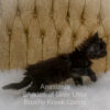 Black smoke Maine Coon kitten for sale in Missouri
