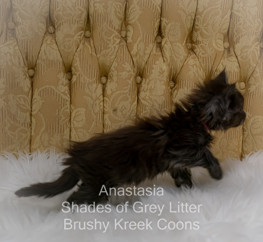 Black smoke Maine Coon kitten for sale in Missouri