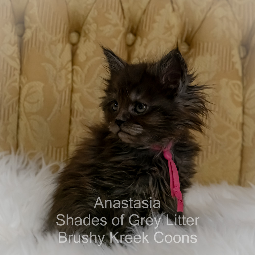 Black smoke Maine Coon kitten for sale in Missouri