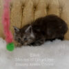 Black smoke Maine Coon kitten for sale in Missouri
