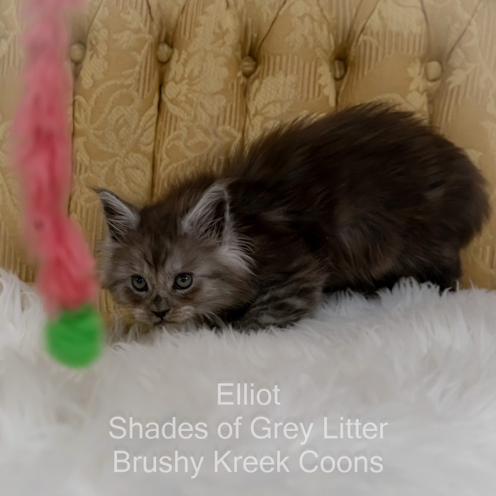 Black smoke Maine Coon kitten for sale in Missouri