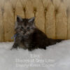 Black smoke Maine Coon kitten for sale in Missouri