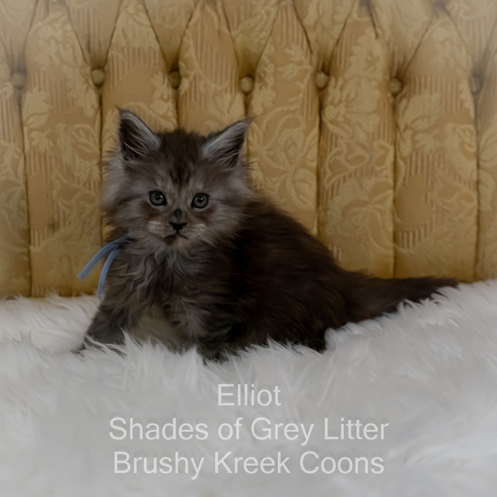 Black smoke Maine Coon kitten for sale in Missouri