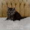 Black smoke Maine Coon kitten for sale in Missouri