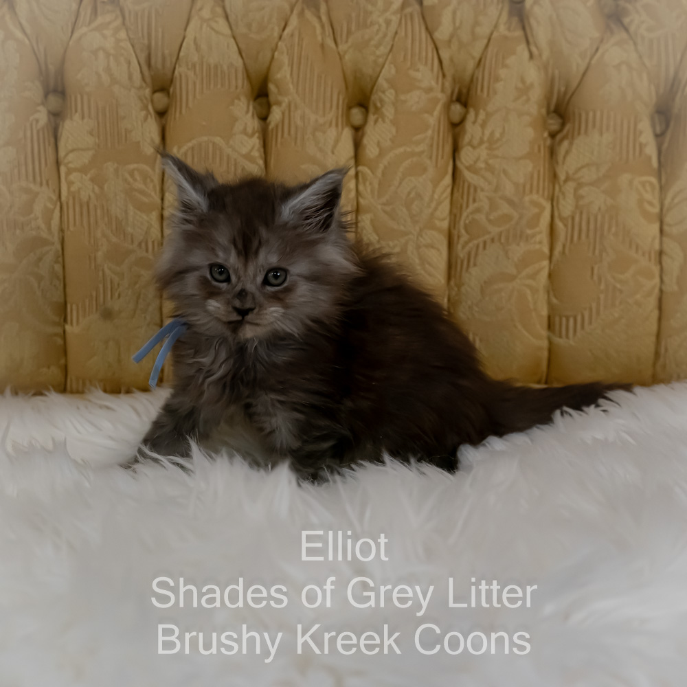 Black smoke Maine Coon kitten for sale in Missouri