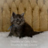 Black smoke Maine Coon kitten for sale in Missouri