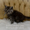 Black smoke Maine Coon kitten for sale in Missouri