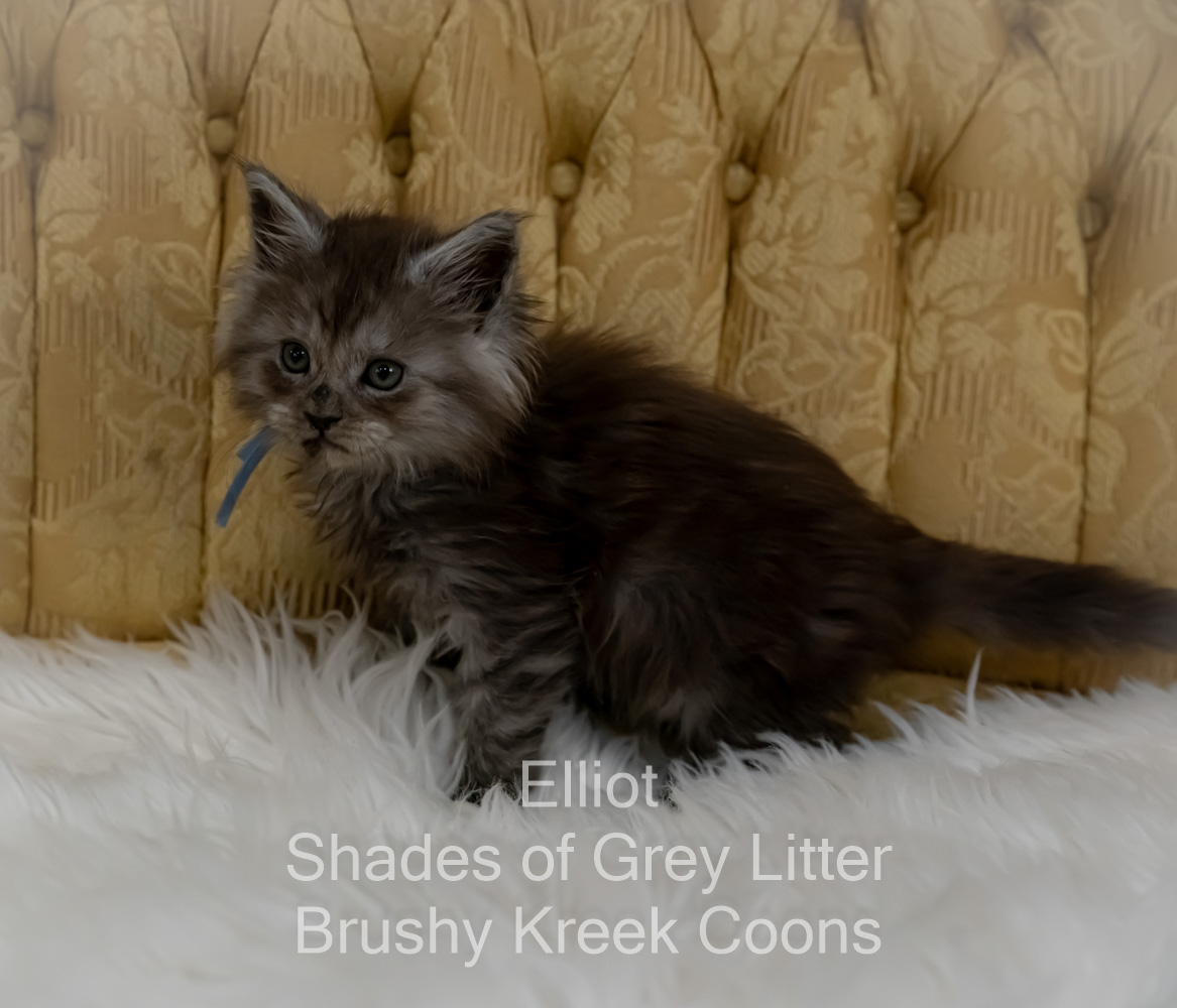 Black smoke Maine Coon kitten for sale in Missouri