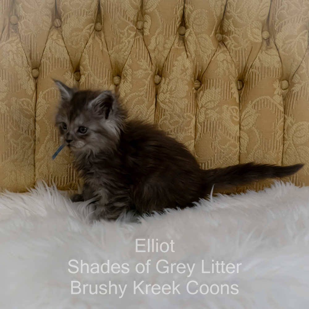 Black smoke Maine Coon kitten for sale in Missouri