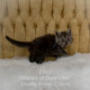 Black smoke Maine Coon kitten for sale in Missouri