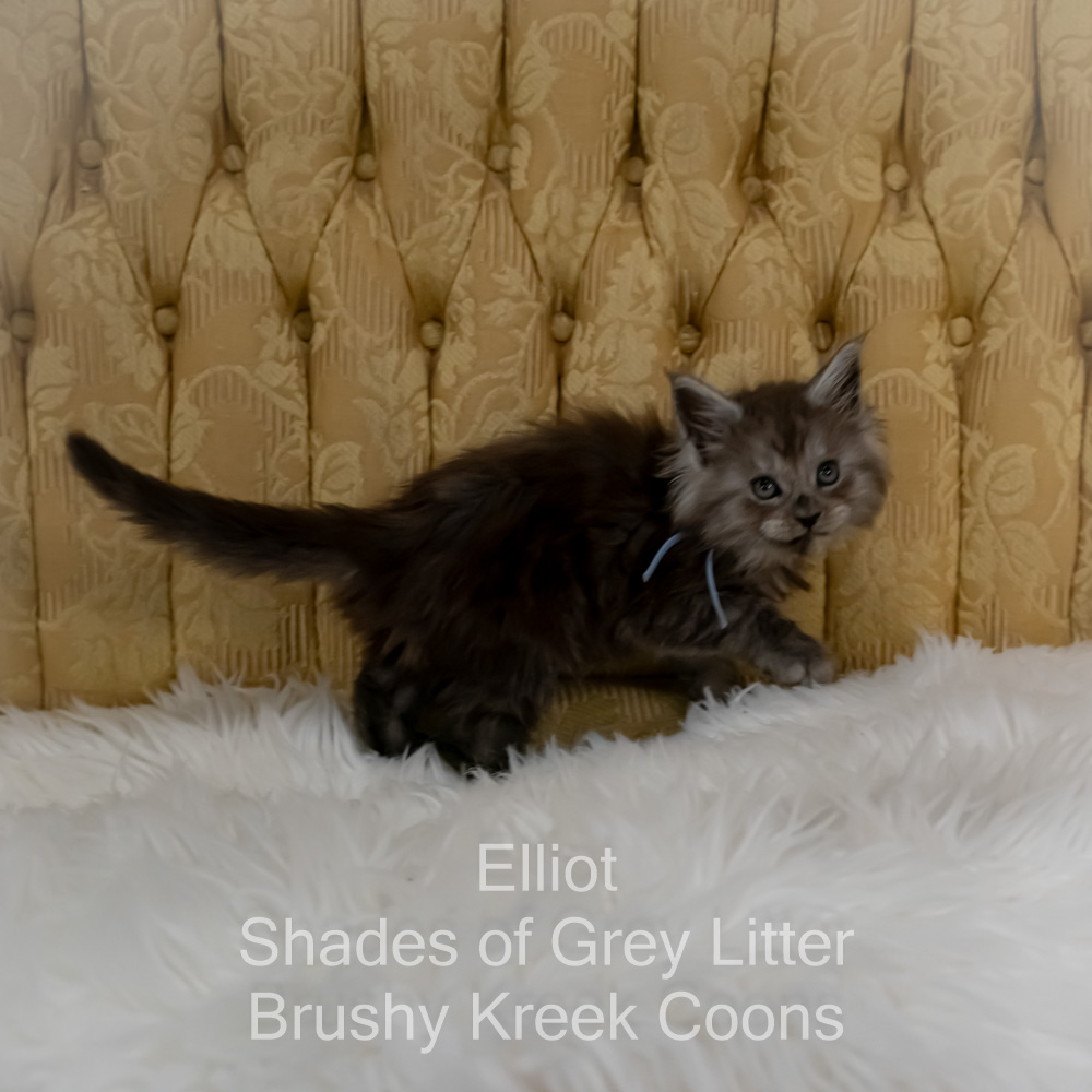 Black smoke Maine Coon kitten for sale in Missouri