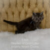 Black smoke Maine Coon kitten for sale in Missouri
