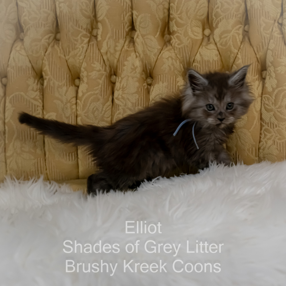 Black smoke Maine Coon kitten for sale in Missouri