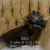 Black smoke Maine Coon kitten for sale in Missouri