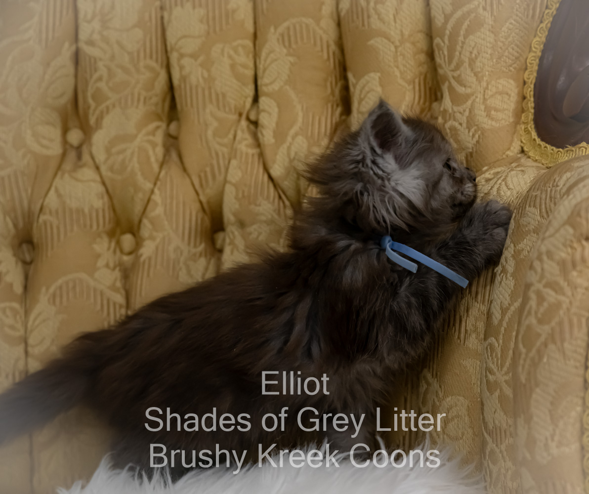 Black smoke Maine Coon kitten for sale in Missouri
