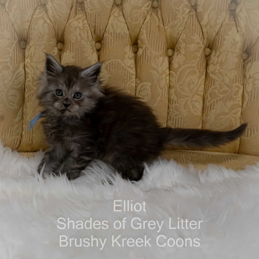 Black smoke Maine Coon kitten for sale in Missouri