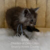 Black smoke Maine Coon kitten for sale in Missouri