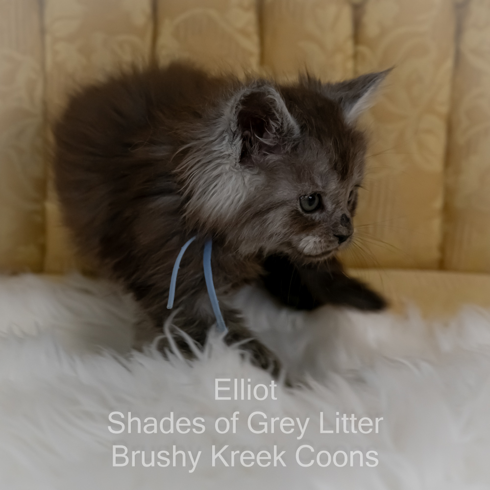 Black smoke Maine Coon kitten for sale in Missouri