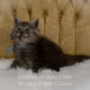 Black smoke Maine Coon kitten for sale in Missouri