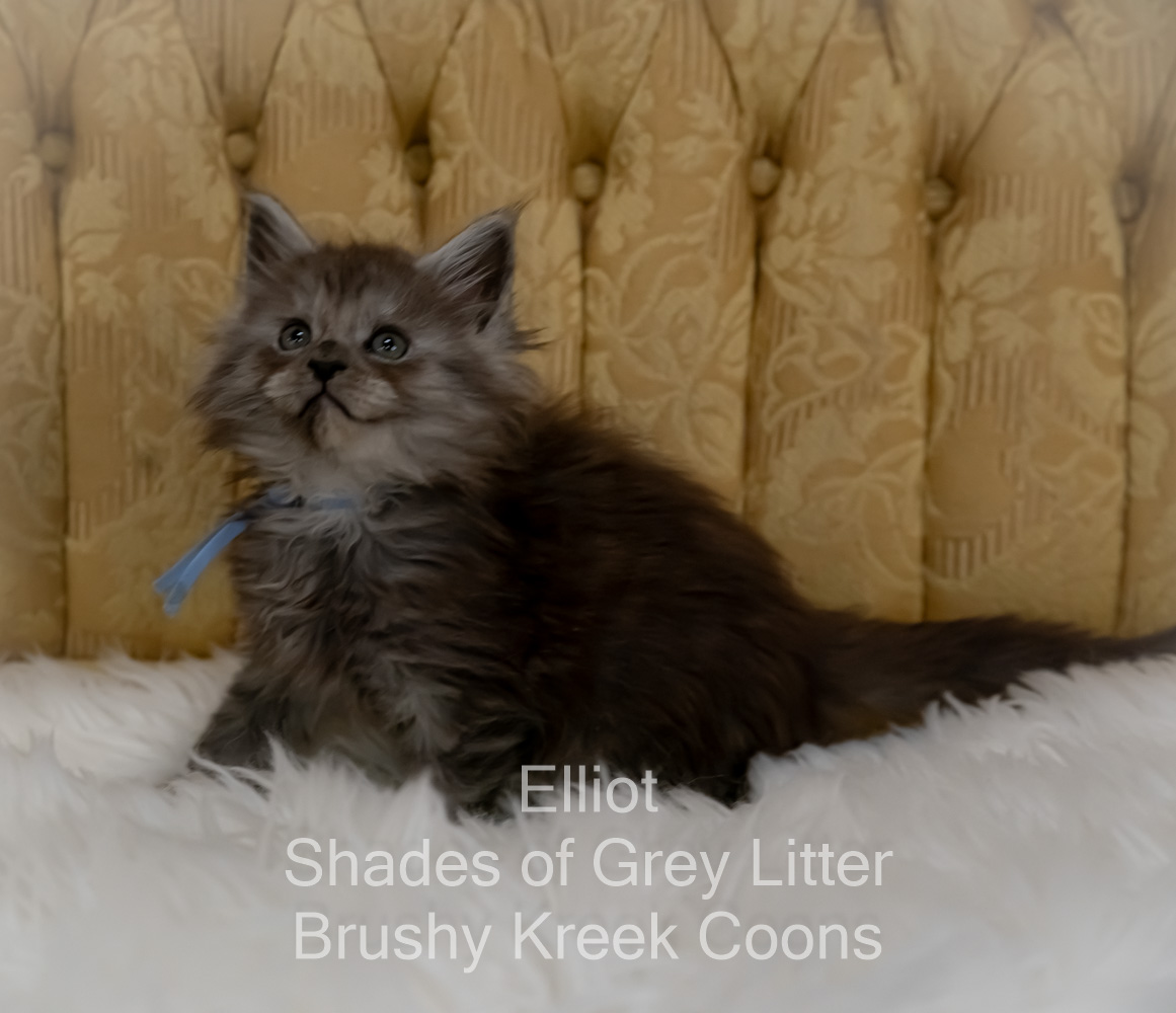 Black smoke Maine Coon kitten for sale in Missouri