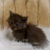 Black smoke Maine Coon kitten for sale in Missouri
