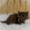 Black smoke Maine Coon kitten for sale in Missouri