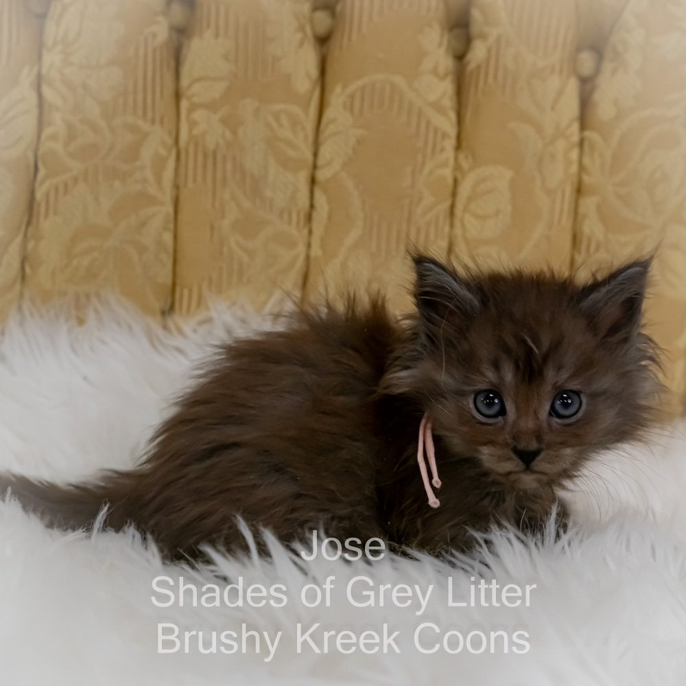 Black smoke Maine Coon kitten for sale in Missouri