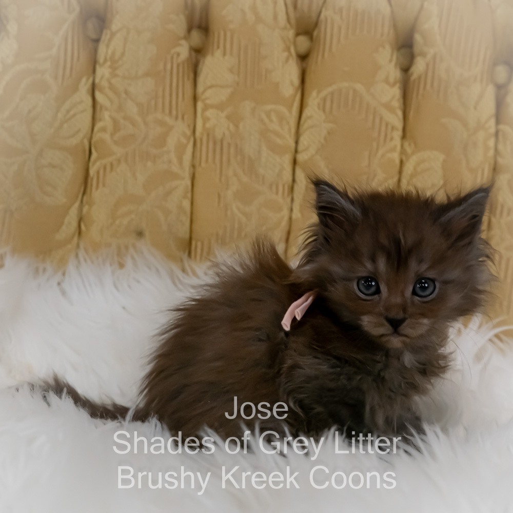 Black smoke Maine Coon kitten for sale in Missouri