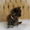 Black smoke Maine Coon kitten for sale in Missouri