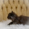 Black smoke Maine Coon kitten for sale in Missouri