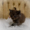 Black smoke Maine Coon kitten for sale in Missouri
