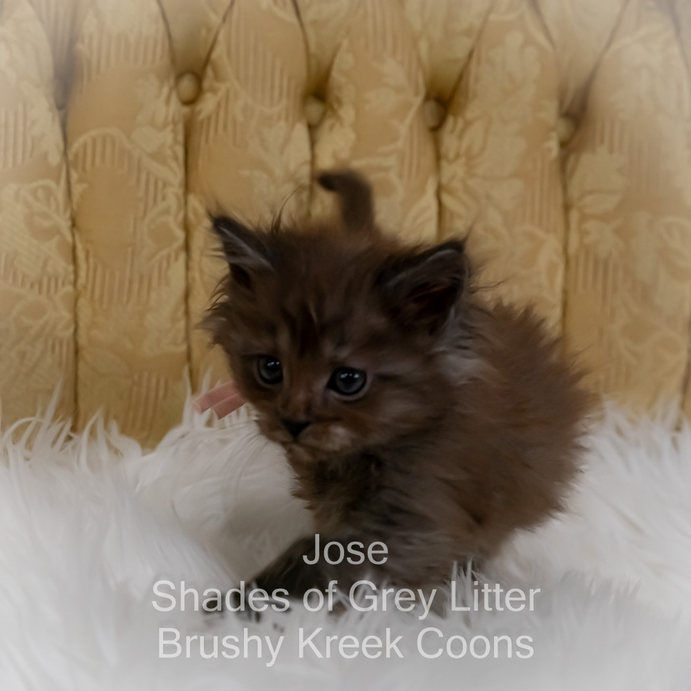 Black smoke Maine Coon kitten for sale in Missouri