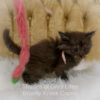 Black smoke Maine Coon kitten for sale in Missouri