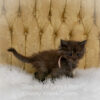 Black smoke Maine Coon kitten for sale in Missouri