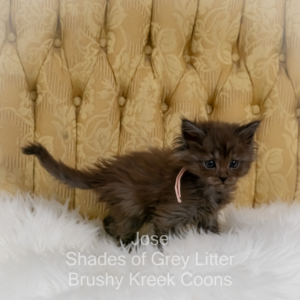 Black smoke Maine Coon kitten for sale in Missouri