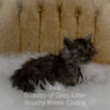 Black smoke Maine Coon kitten for sale in Missouri