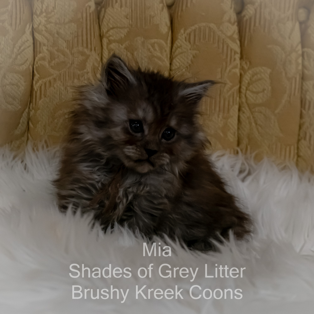 Black smoke Maine Coon kitten for sale in Missouri