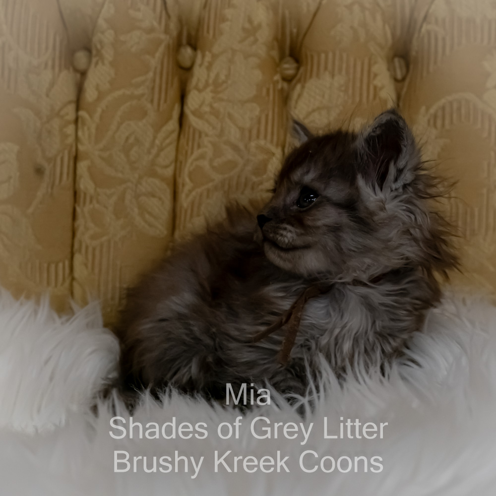 Black smoke Maine Coon kitten for sale in Missouri