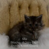 Black smoke Maine Coon kitten for sale in Missouri