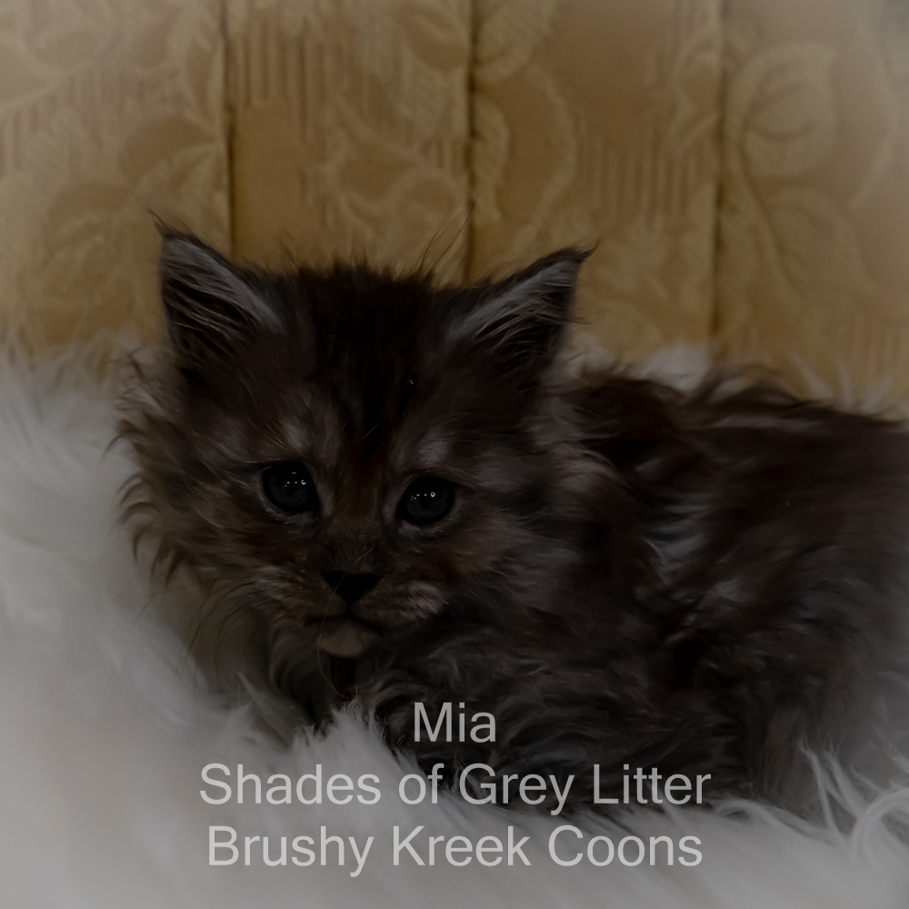 Black smoke Maine Coon kitten for sale in Missouri