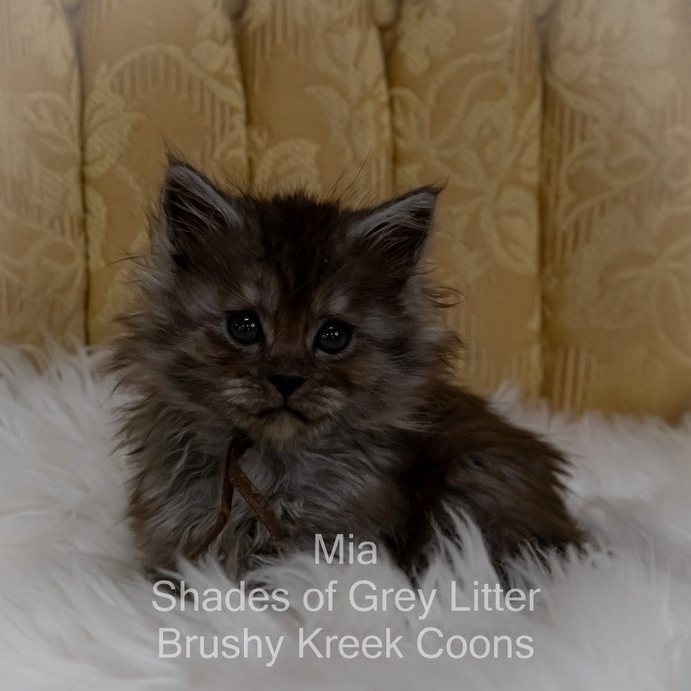 Black smoke Maine Coon kitten for sale in Missouri