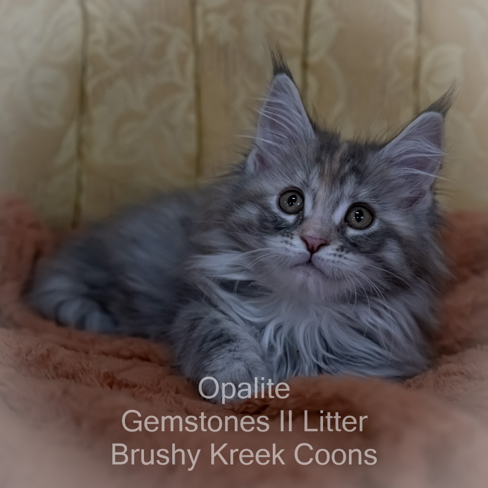 Cream Smoke Maine Coon kitten for sale in Missouri